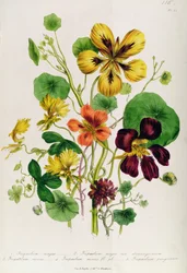Nasturtium, Plate 21 from 